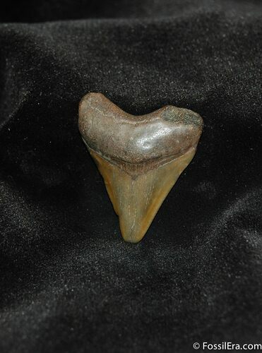 Small Megalodon Shark Tooth #566